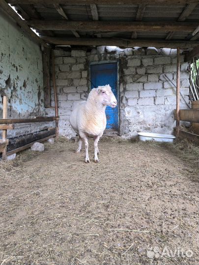 Баран, овцы