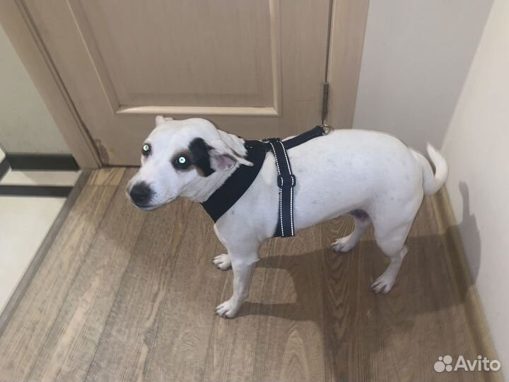Шлейка для собаки L