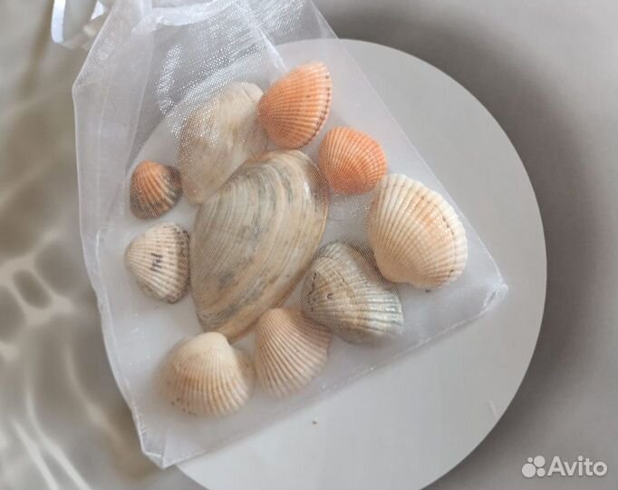 Ракушки с моря