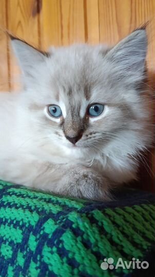 Котенок