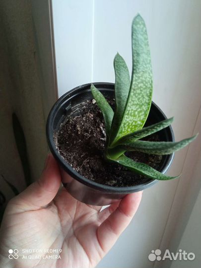 Колеус, сциндапсус