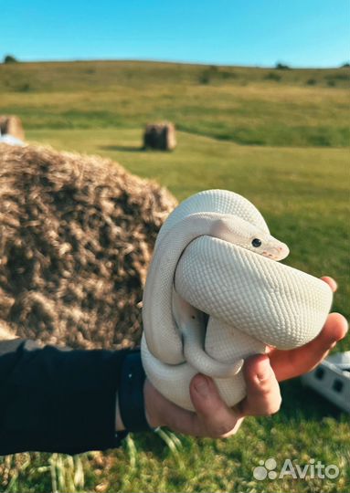 Змея королевская шаровая редкая