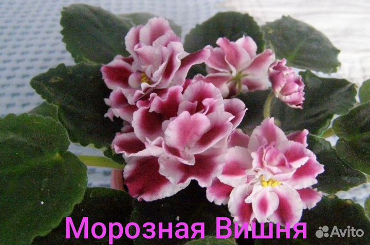 Листы сортовых фиалок