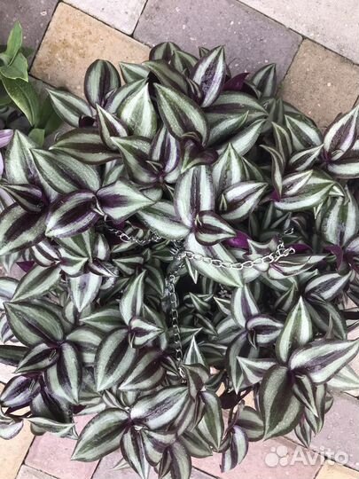 Традесканции