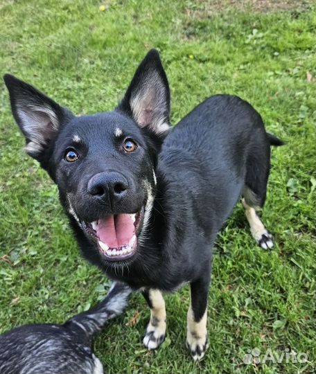 Щенок метис овчарки Лея в добрые руки