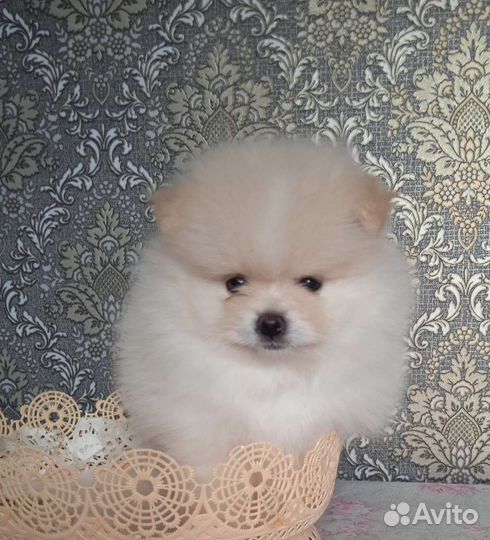 Щенки шпица