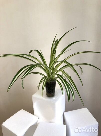 Хлорофитум