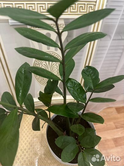 Замиокулькас комнатное растение
