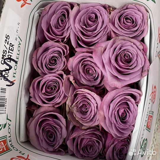 Розы эквадор оптом