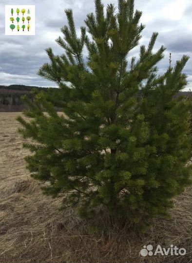 Крупномеры сосны с гарантией