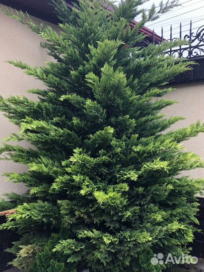 Кипарисовик