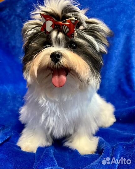 Царь, просто царь