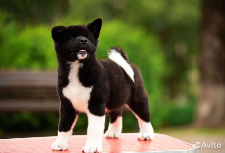 Щенки американской акиты