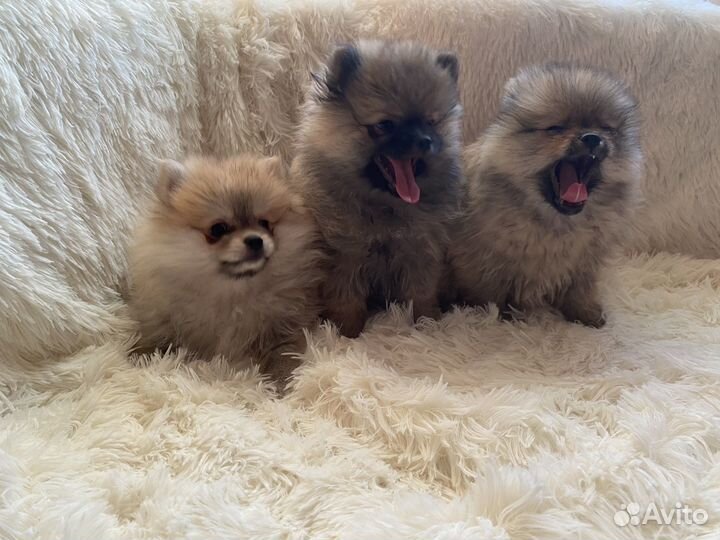 Щенки померанского шпица