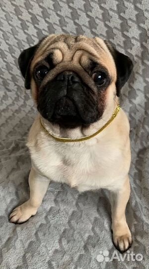 Мопс вязка мальчик