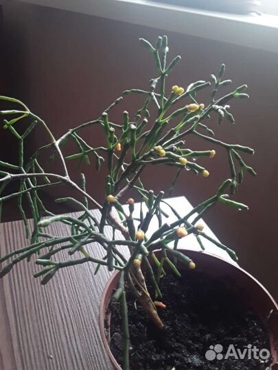 Кактусы и суккуленты