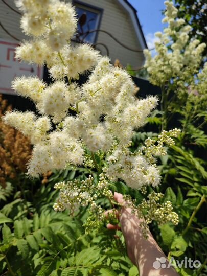 Примула Хоста Эхинацея Лилейник Хризантема, пряные