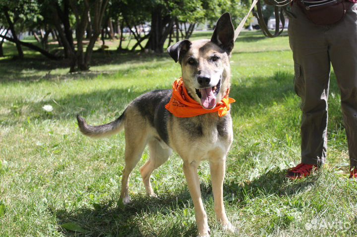 Собака в добрые руки