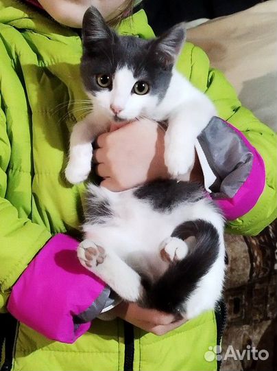 Кошечка 2,5 мес