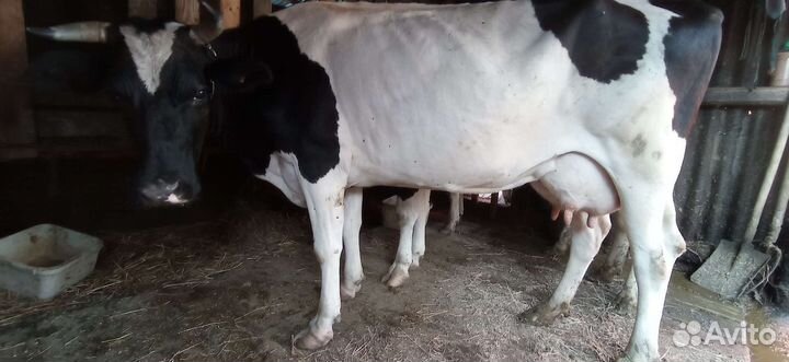 Продам корову
