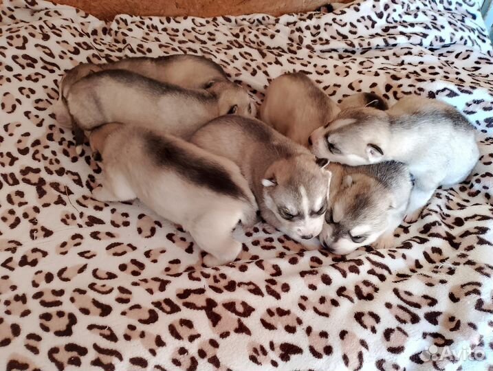 Малыши хасята