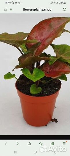 Сингониум Purple Beauty