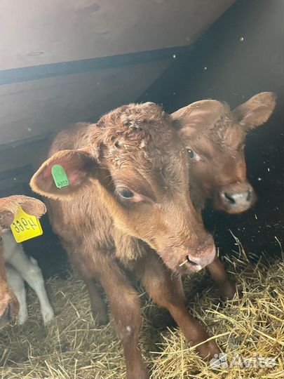 Ч Бычки и Тёлки на откорм и племя