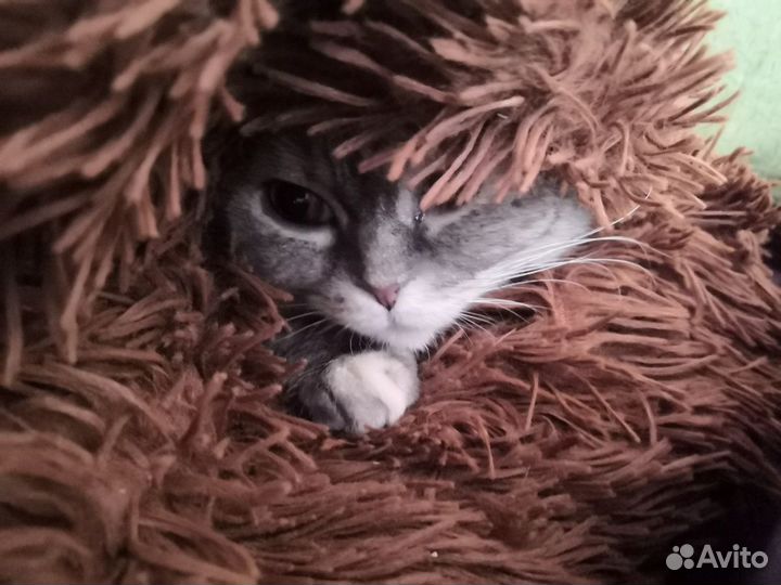 Стерилизация кошек