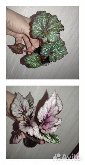 Бегонии декоративно лиственные