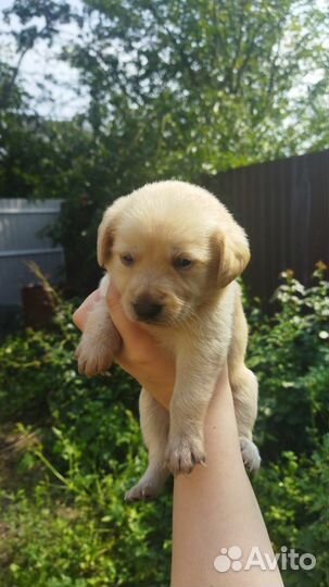 Щенки бесплатно