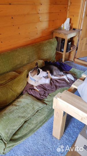 Передержка животных