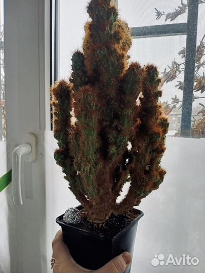 Кактус цереус перуанский