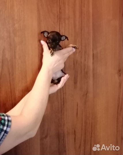 Мини той-терьер щенок