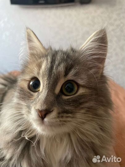 Кошка в добрые руки