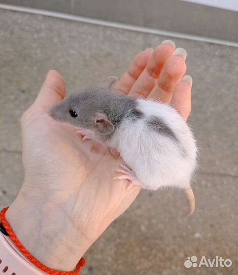 Крысята оптом и розница