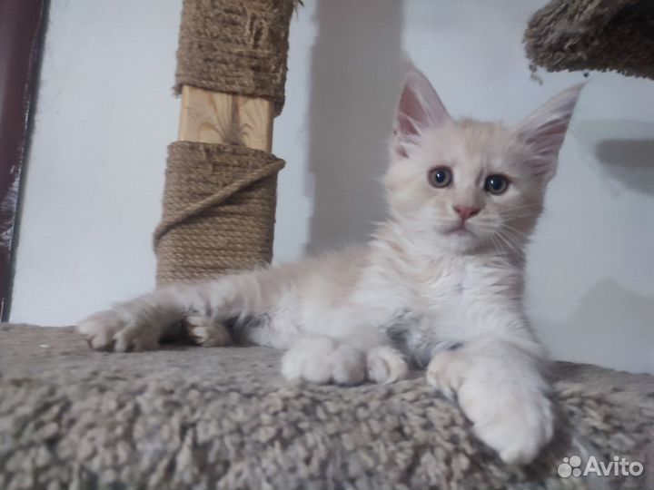 Мейн-куны (полидакты) резерв