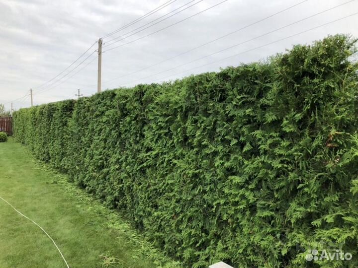 Брабант 1,9 м. доставка