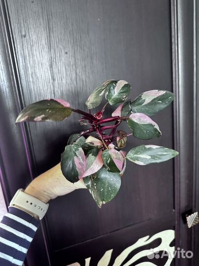 Филодендрон white wizard