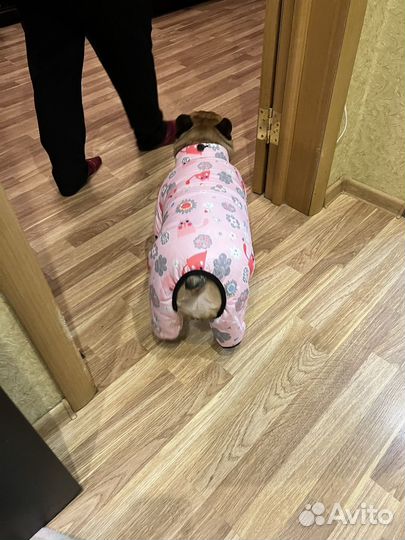Продам комбинезон для собаки petmax 2xl