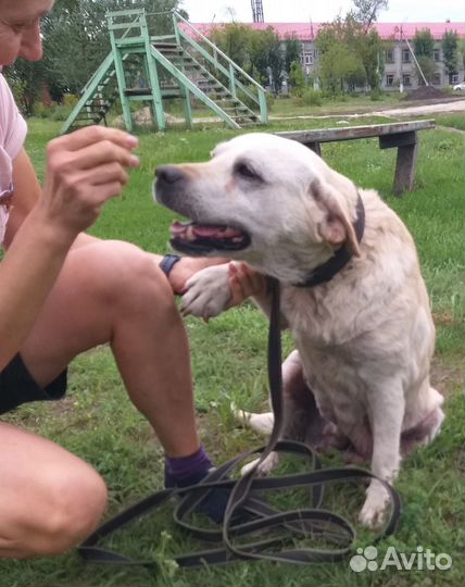 Собака в добрые руки бесплатно