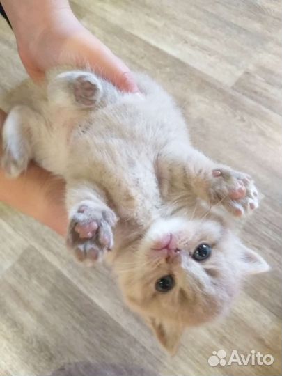 Шотландские котята
