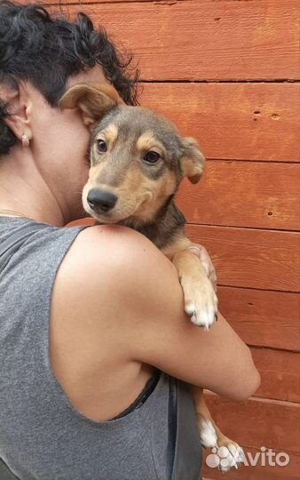 Щенуля в добрые руки