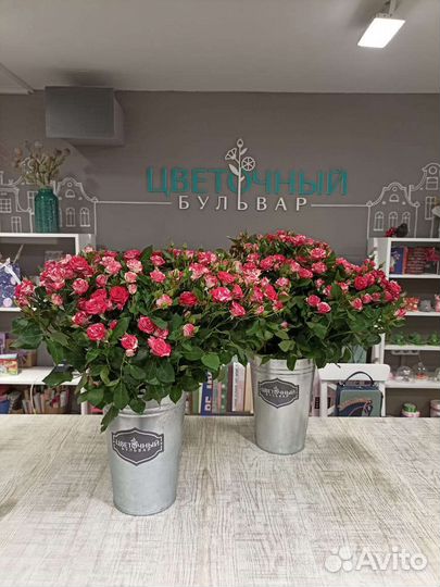 Кустовая Роза Файер Воркс