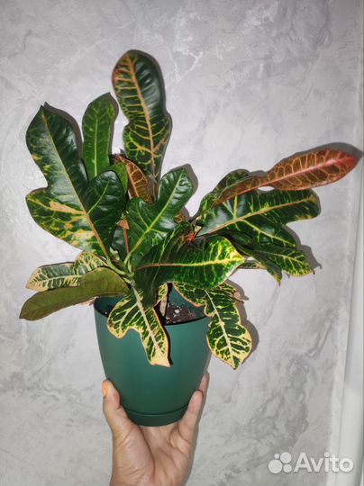 Кодиеум кротон