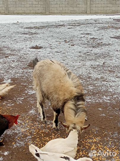 Индоутки козлы