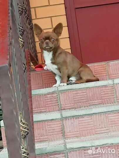 Жених шоколадный, вязка