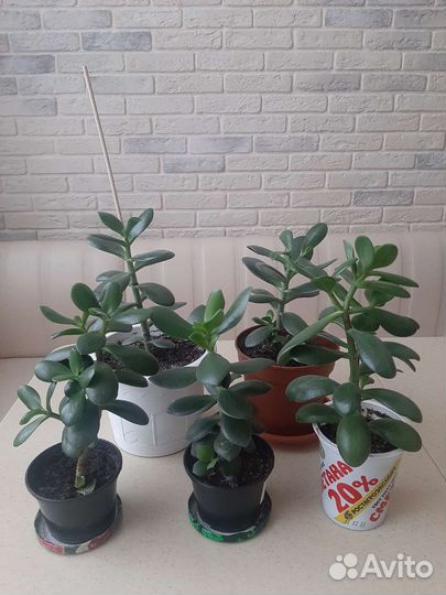 Крассула толстянка