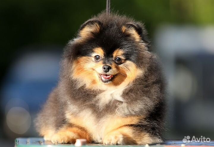 Померанский шпиц