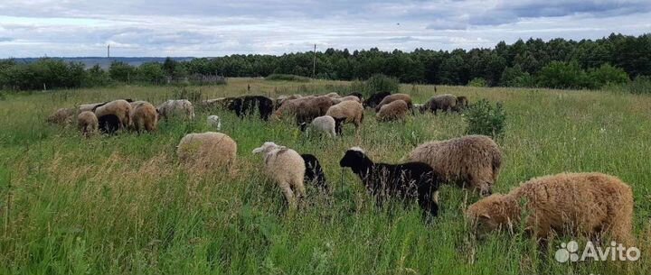 Ярки на племя