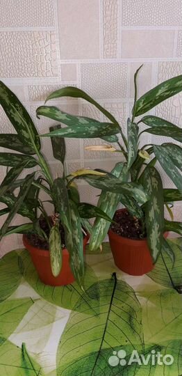 Комнатные цветы